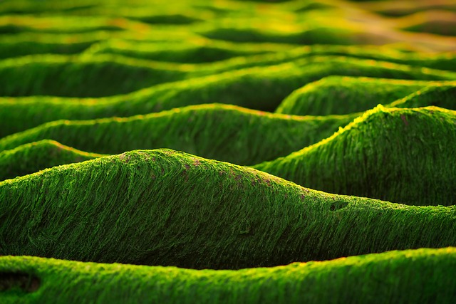 Guide: Sådan fjerner du alger og mos fra din altan